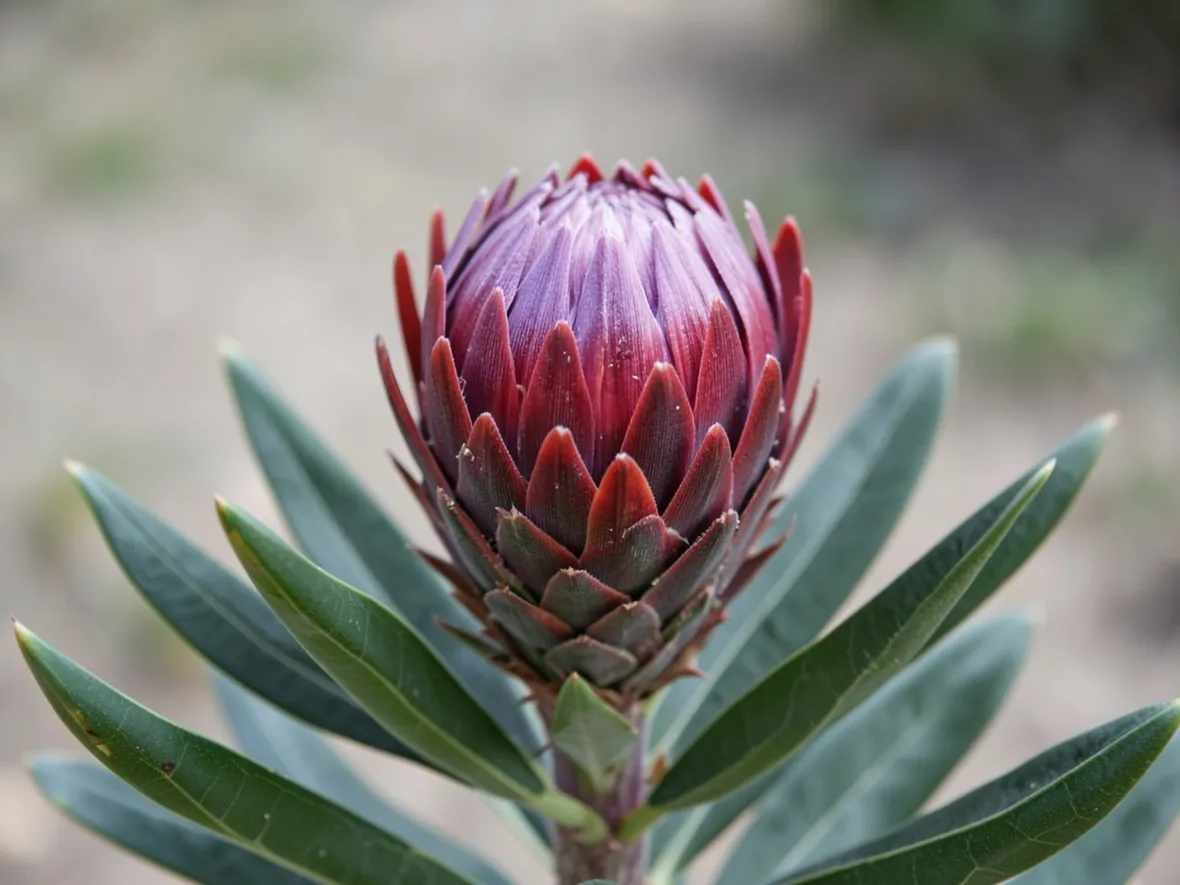 proteaceae