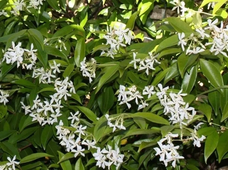 fiori falso gelsomino