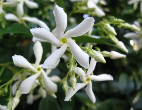 Gelsomino fiori