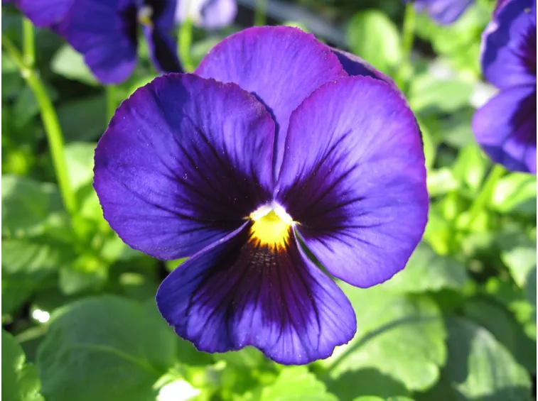Viola