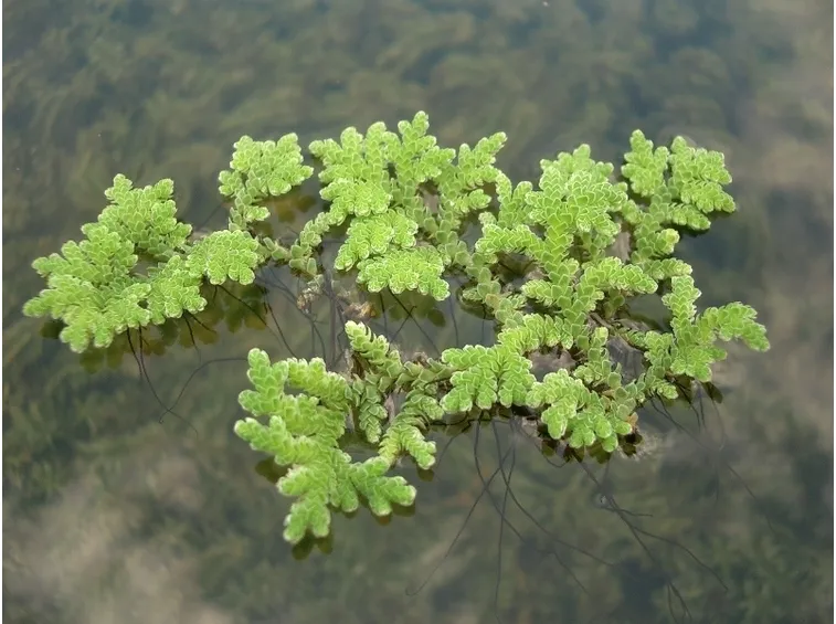 Felce d'acqua