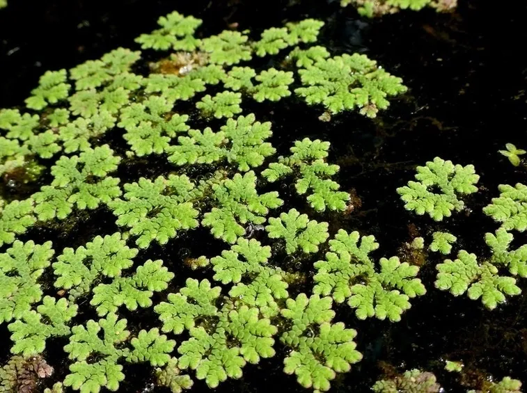 azolla