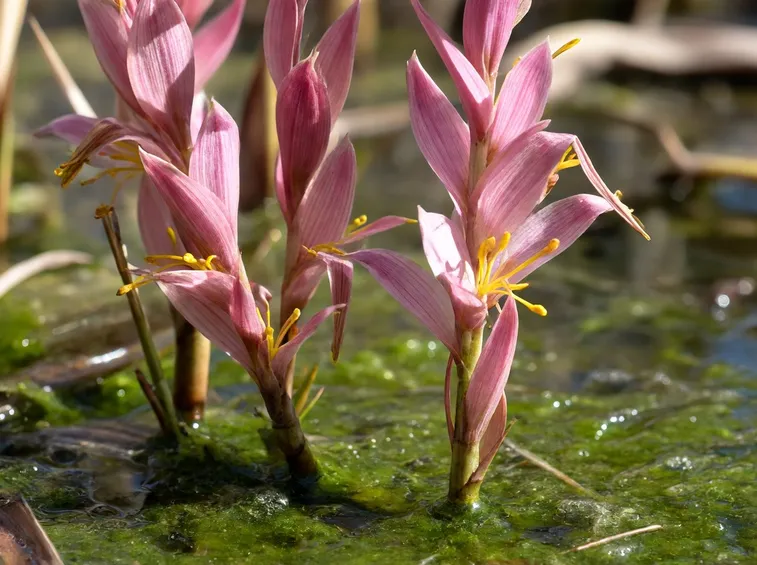 Giunco fiorito