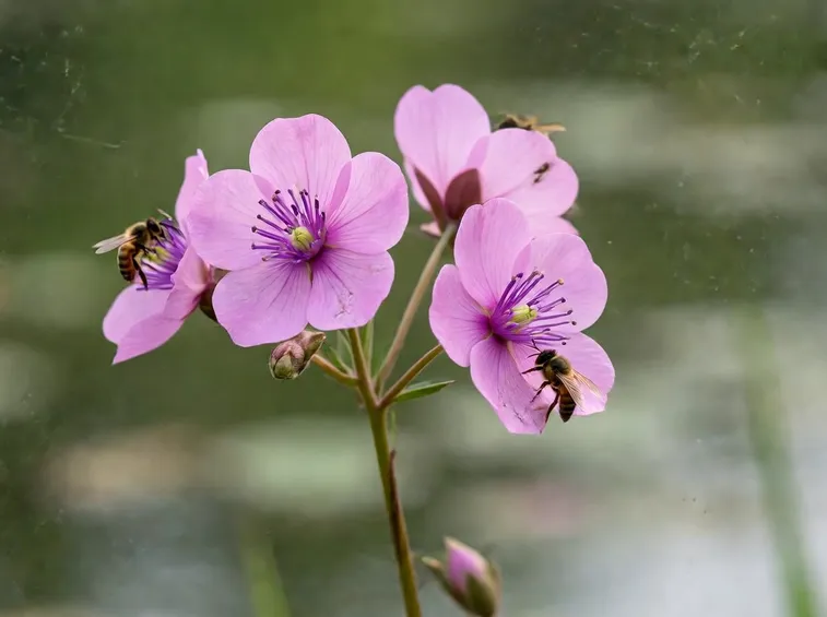 fiori giunco fiorito