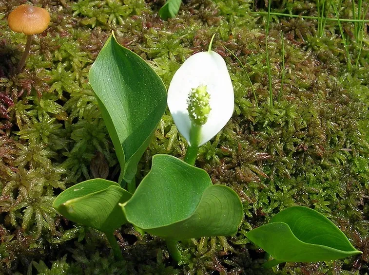 Calla di palude