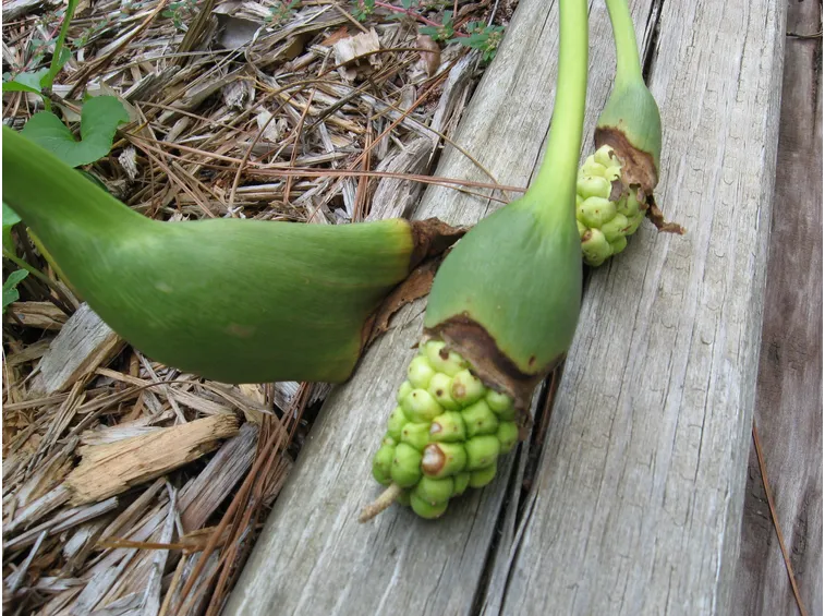 Frutti calla palustris