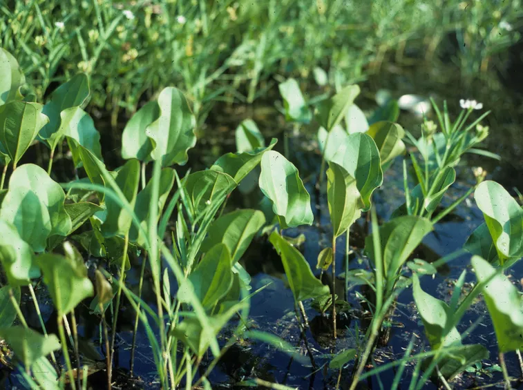 Echinodorus