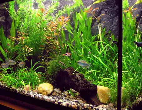Elodea