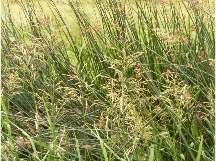 glyceria maxima