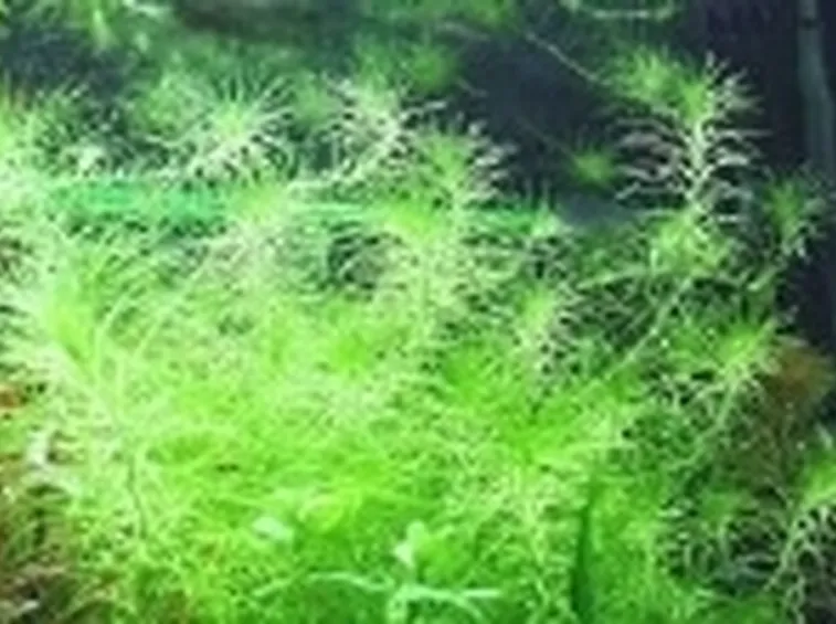 Logarosiphon