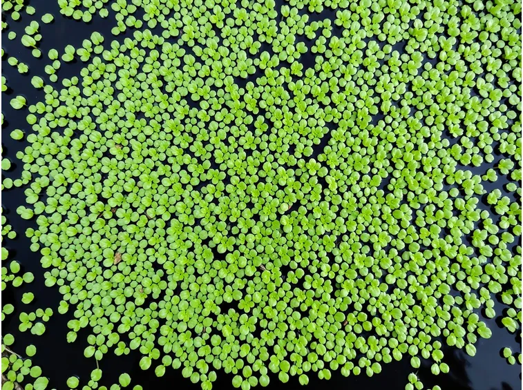 pianta acquatica