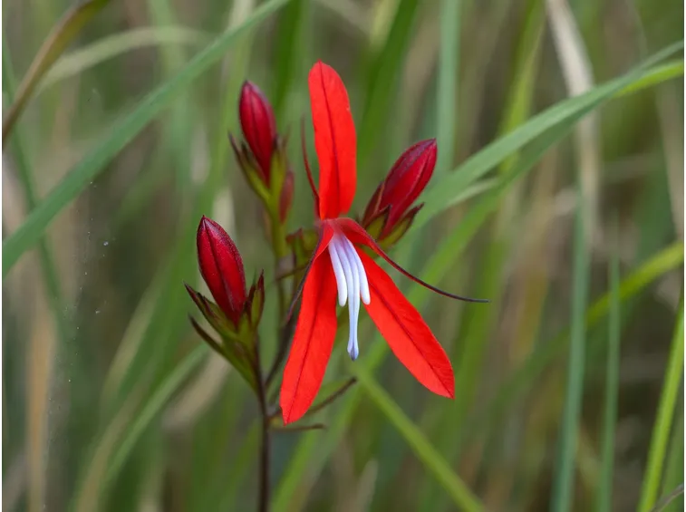 Lobelia