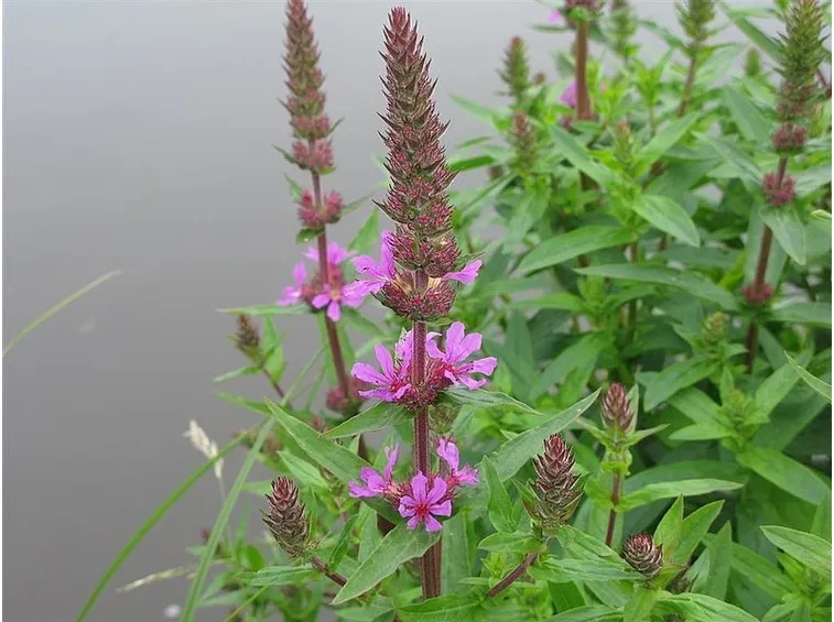 fiori salcerella