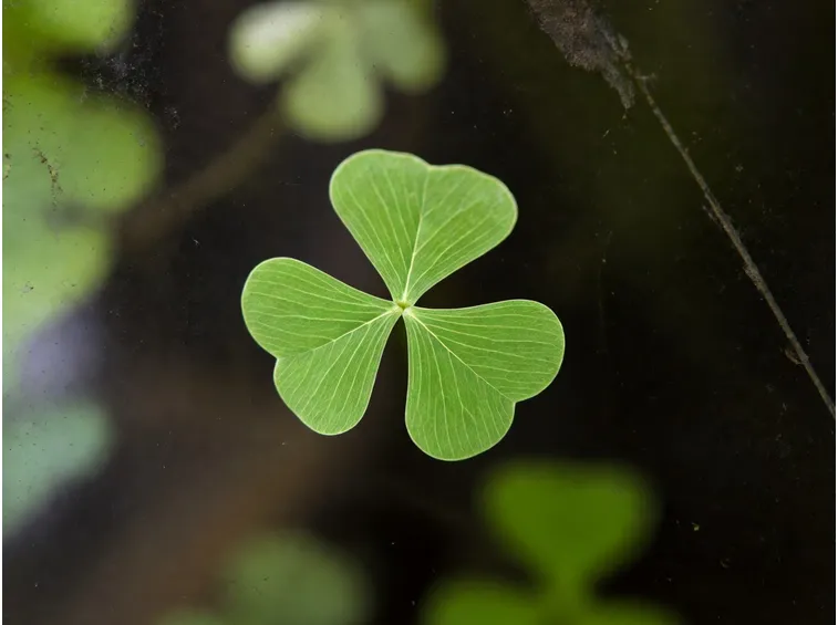 marsilea