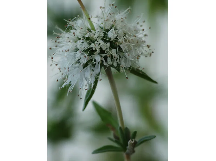 Menta d'acqua