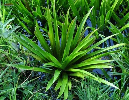 Erba coltella
