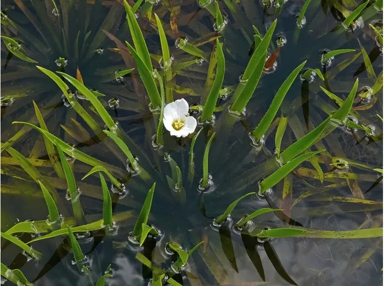 Erba coltella
