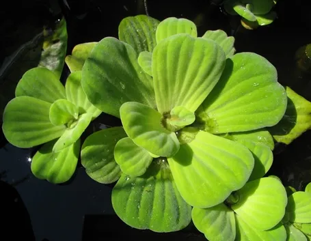 Pistia