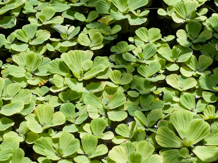 Pistia