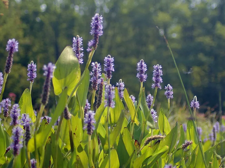 Pontederia