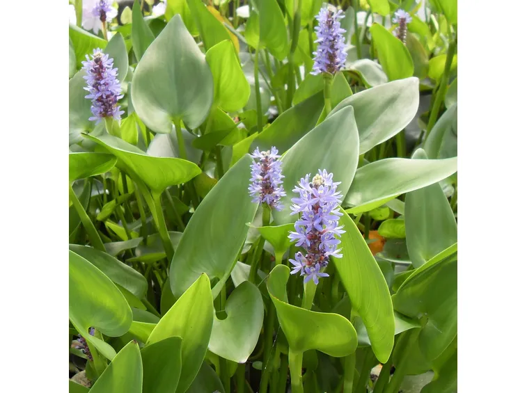 Pontederia