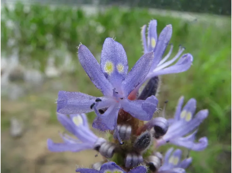 pontederia