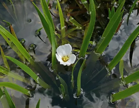 Stiletti d'acqua