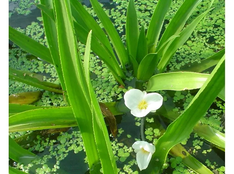 scargia