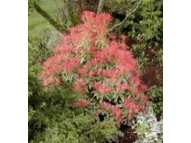 pieris