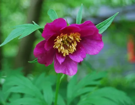 peonia