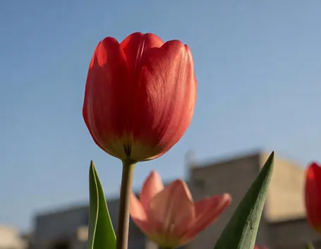 tulipani