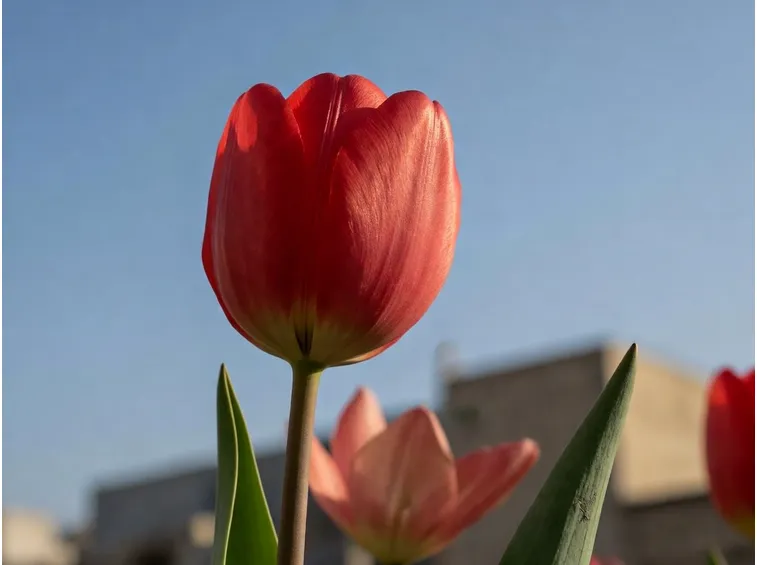 tulipani