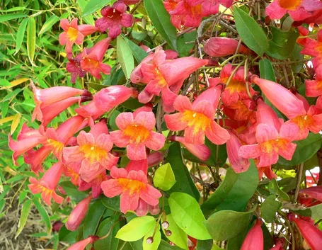 Bignonia