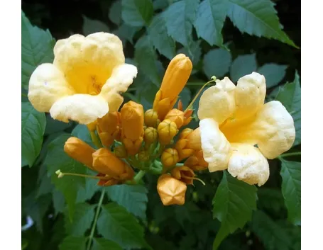 Bignonia
