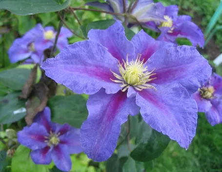 Clematis