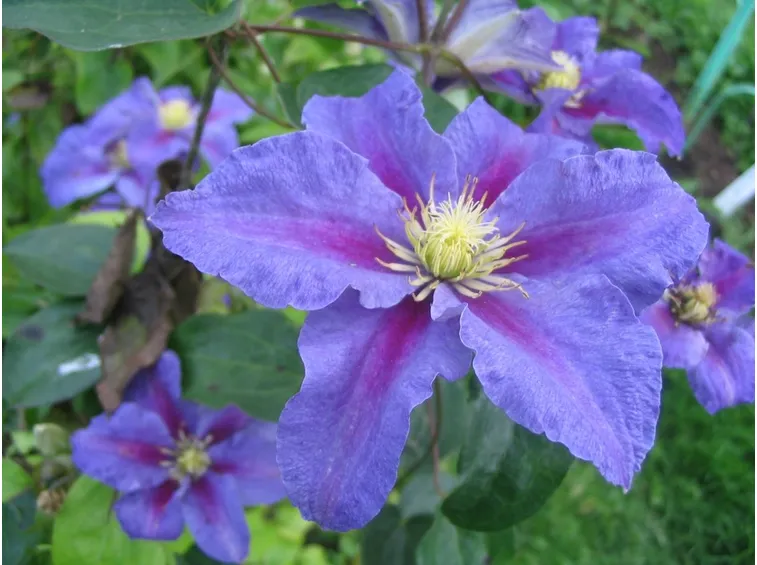 Clematis