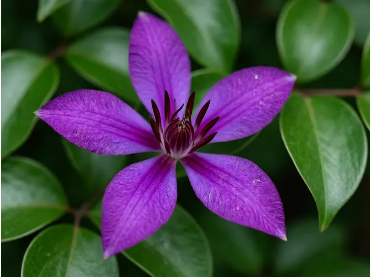 clematis
