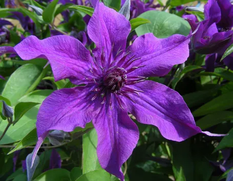 Clematis