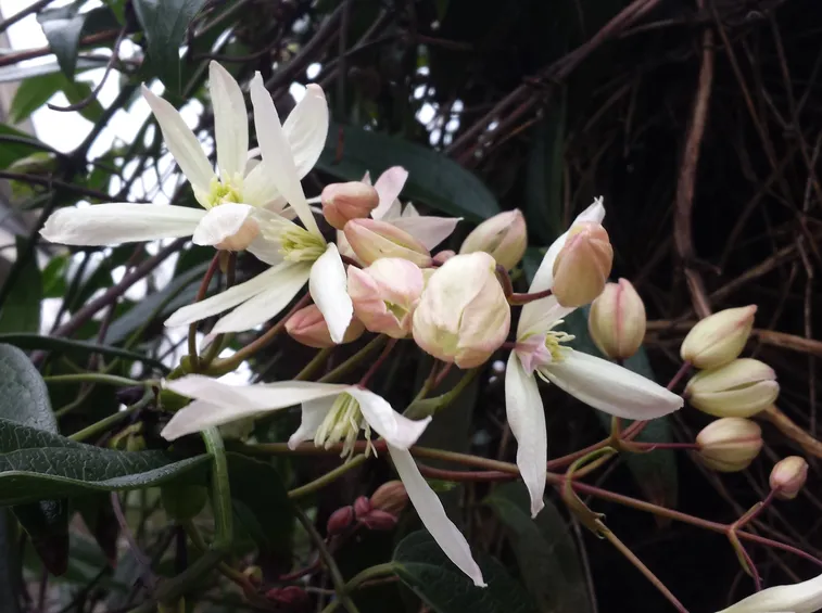 Fiori clematis armandii