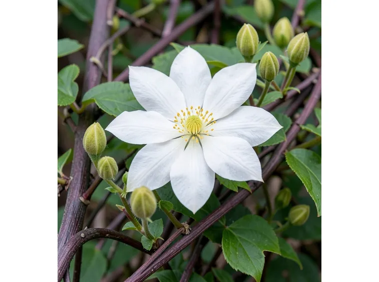 Boccioli fiori pianta rampicante