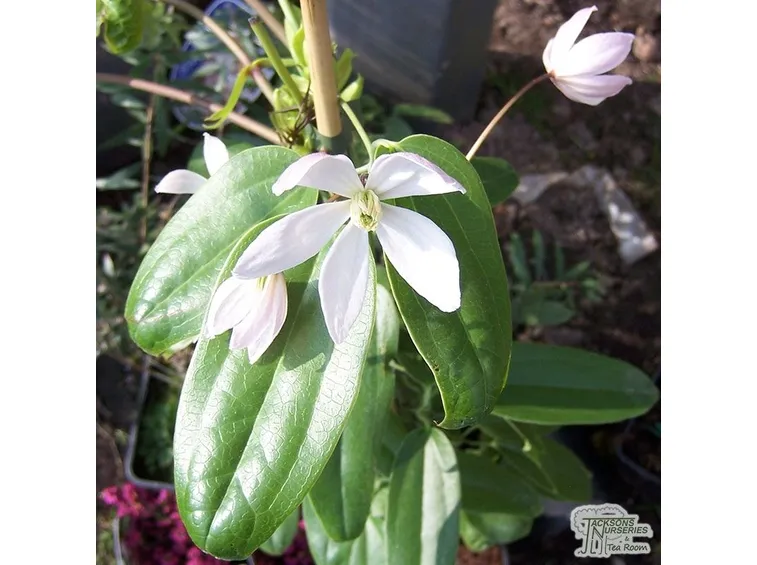 Particolare fiore clematis