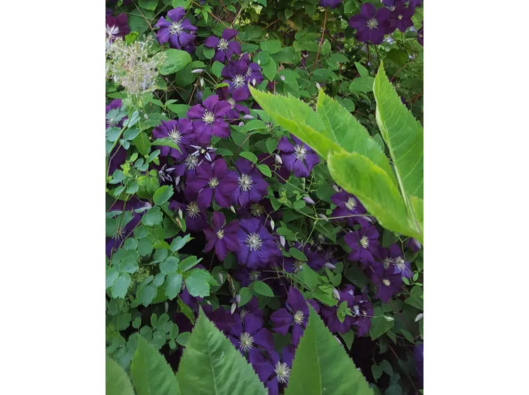 Esemplare pianta clematis
