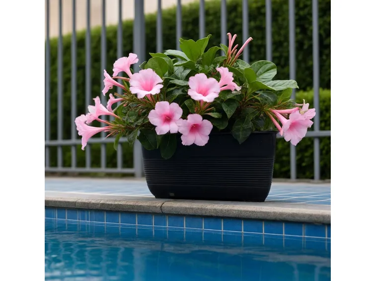 Dipladenia 
