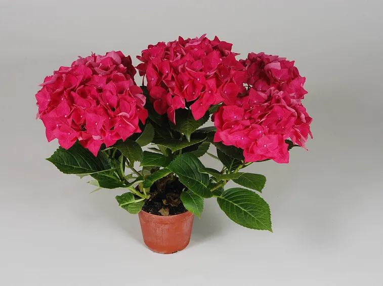 Dipladenia sundaville