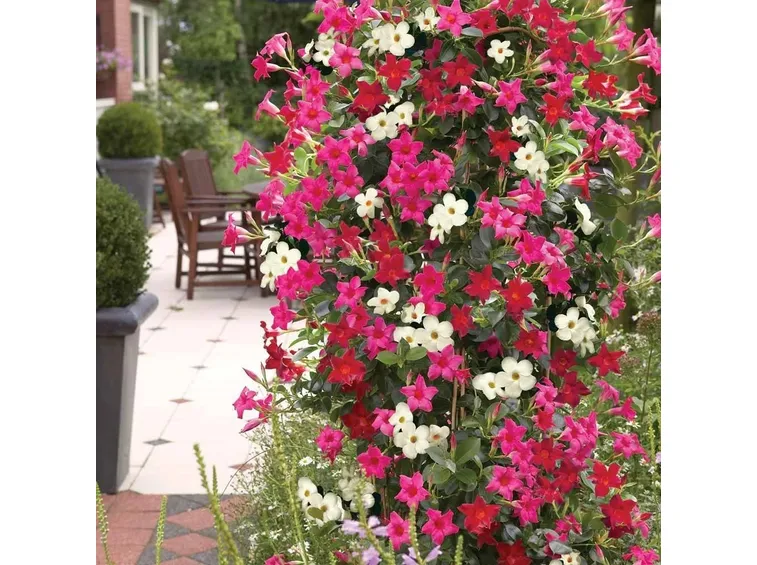 Mix di dipladenia sundaville