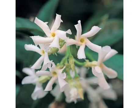 Gelsomino