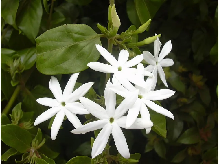 j. grandiflorum