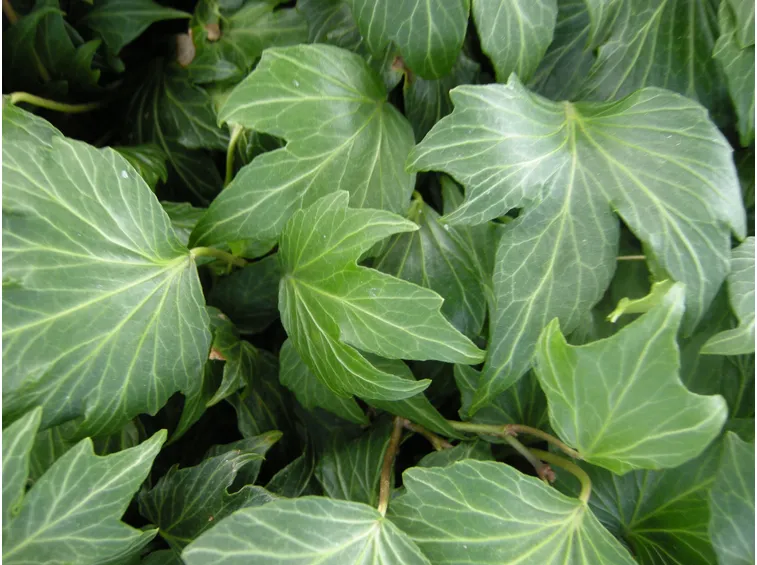 edera