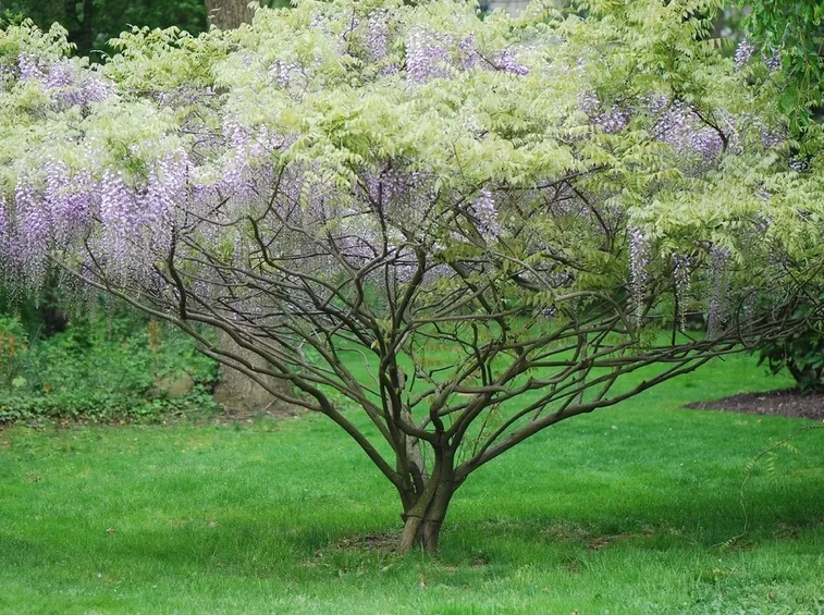 Wisteria x formosa domino