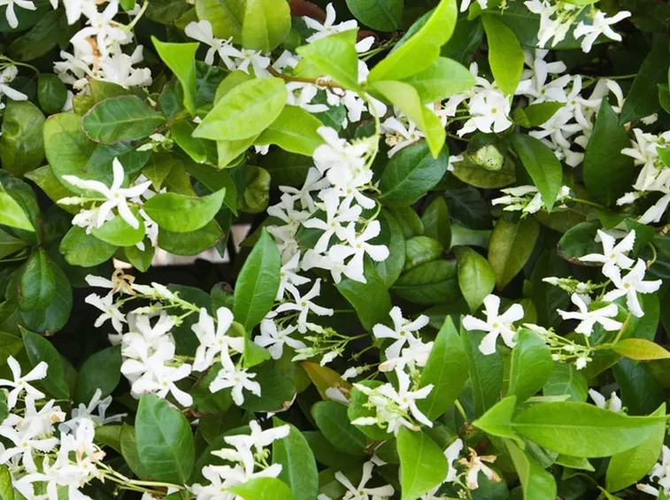 Fiori di gelsomino bianchi